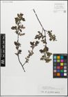 Foto von Salix myrsinifolia Salisb.